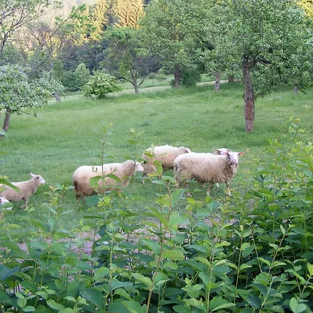 Domek letniskowy Roubenka Na Palenem *
